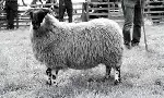 Black Faced Sheep