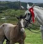 Connemara Pony