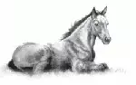 Ponies