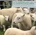Hill Sheep