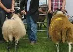 Cross Bred Sheep