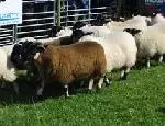 Sheep Open Section